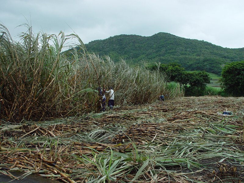 Mauritius 2006 (70).JPG